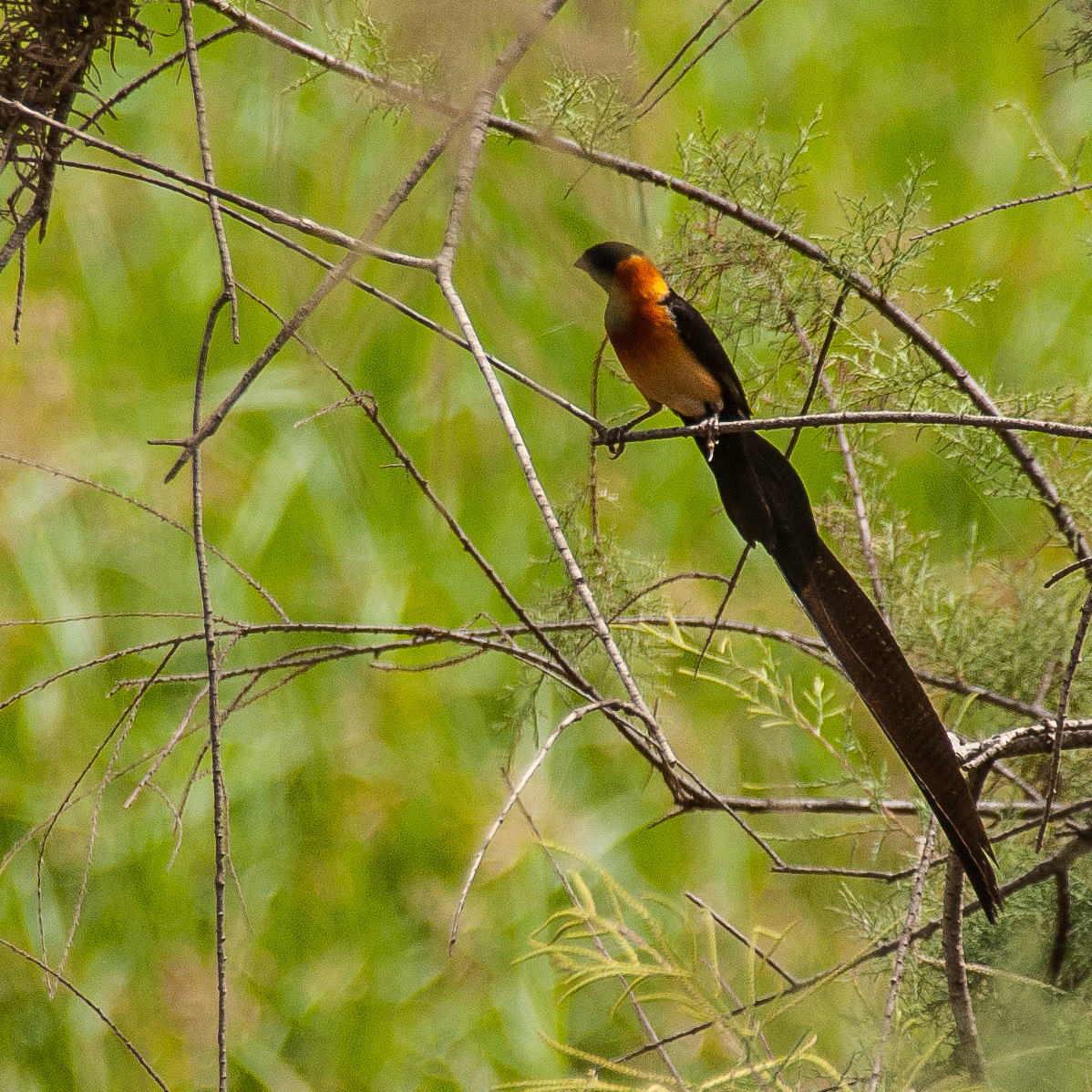 Veuve à collier d'or (Sahel Paradise Whydah, Vidua Orientalis), mâle en plumage nuptial, Réserve Naturelle de Popenguine.